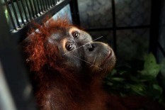 2 Wisata Satwa Indonesia Masuk Daftar Terbaik Dunia