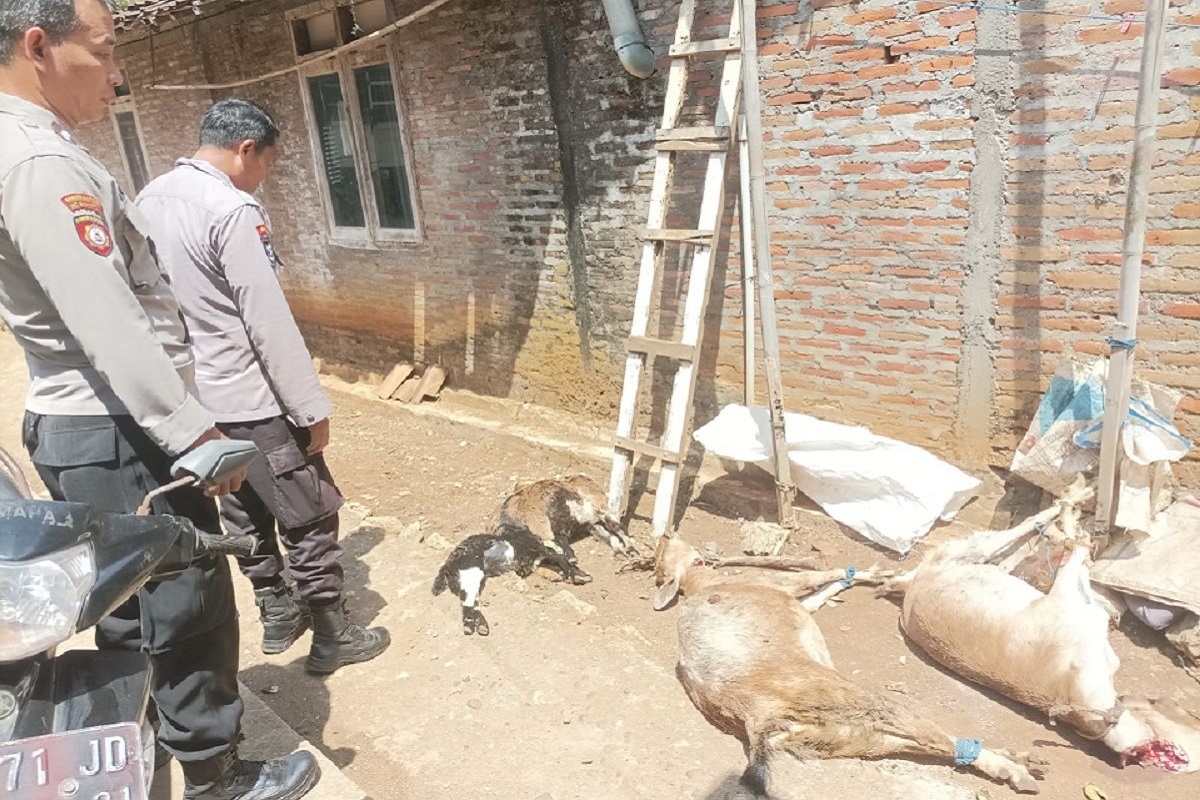 7 Ekor Kambing Warga Tepus Mati Diserang Hewan Misterius