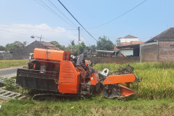 Kejar Surplus Beras 100.000 Ton, Bantul Percepat Masa Tanam