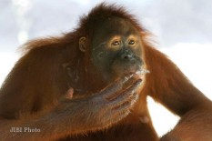 Karhutla Samboja Ancam Sekolah Hutan, 11 Orangutan Dievakuasi