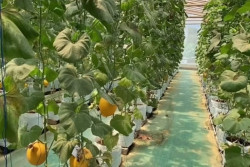 Wisata Petik Melon Kulonprogo Buka Lagi, 500 Buah Siap Dipetik