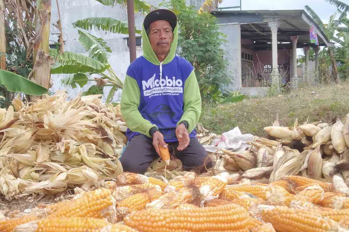 Harga Jagung Rp6.500, Petani Bantul Raup Rp3 Juta Sekali Panen