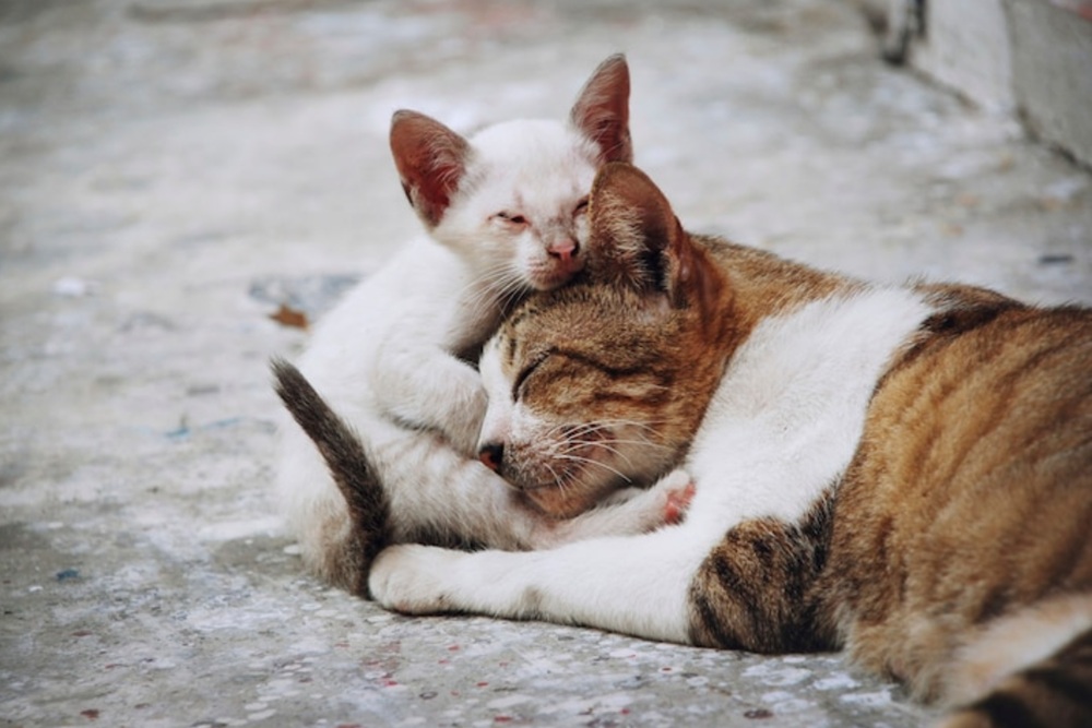 Royal Canin hingga Evocat, Ini 5 Merek Pakan Premium Kucing