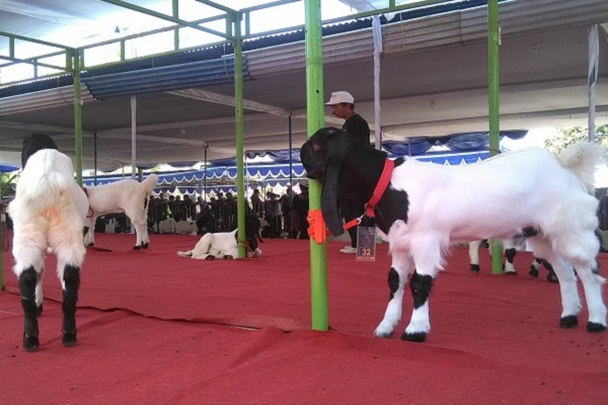 Kambing Kaligesing Unggul Bernilai Ratusan Juta Dilombakan di Kulonprogo