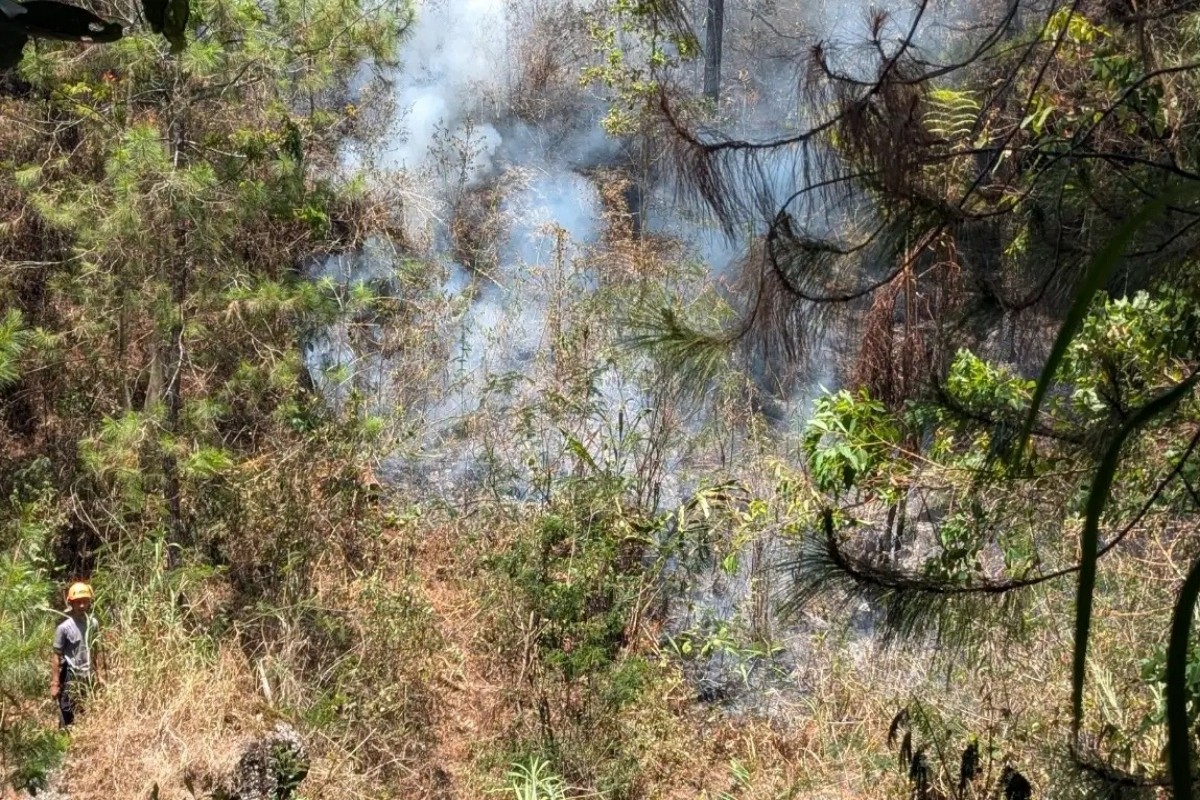 Kebakaran Lereng Lawu Tewaskan Anak Rusa, Elang Ular Bido Terancam
