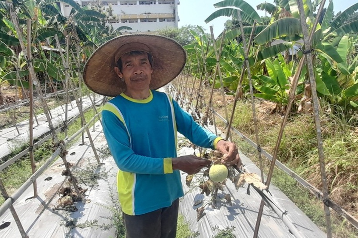 Kutu Kebul Serang Tanaman Melon di Banguntapan, Petani Rugi Jutaan Rupiah