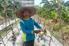 Kutu Kebul Serang Tanaman Melon di Banguntapan, Petani Rugi Jutaan Rupiah