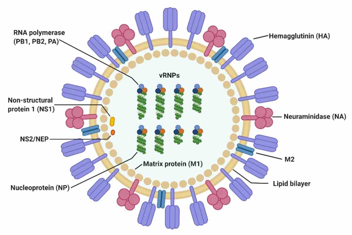 Mengenal Influenza A, dari Gejala, Penularan hingga Komplikasinya