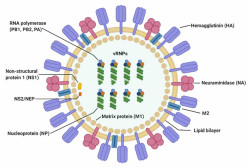 Mengenal Influenza A, dari Gejala, Penularan hingga Komplikasinya