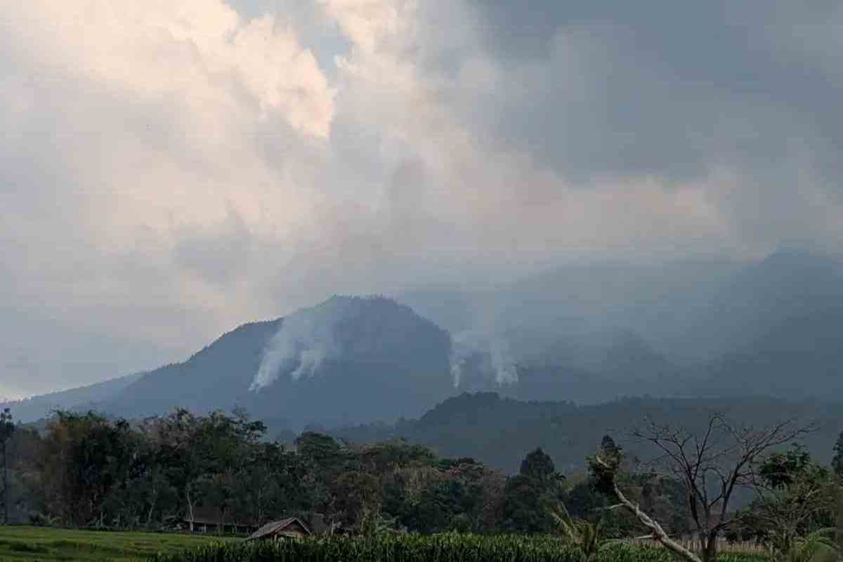 Gunung Lawu Terbakar, Habitat Macan Tutul hingga Babi Hutan Terancam