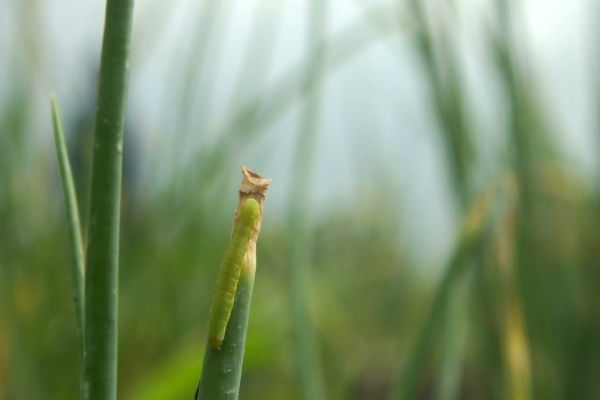 Petani Temanggung Diminta Waspadai Hama Saat Musim Kemarau