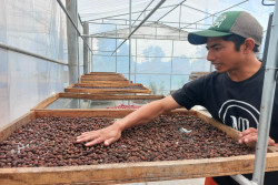 Kopi Sapuangin Klaten Diburu, Petani Batasi Pesanan