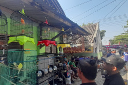 Pasar Burung Singosaren Tambah Pasaran Paing, Ini Alasannya
