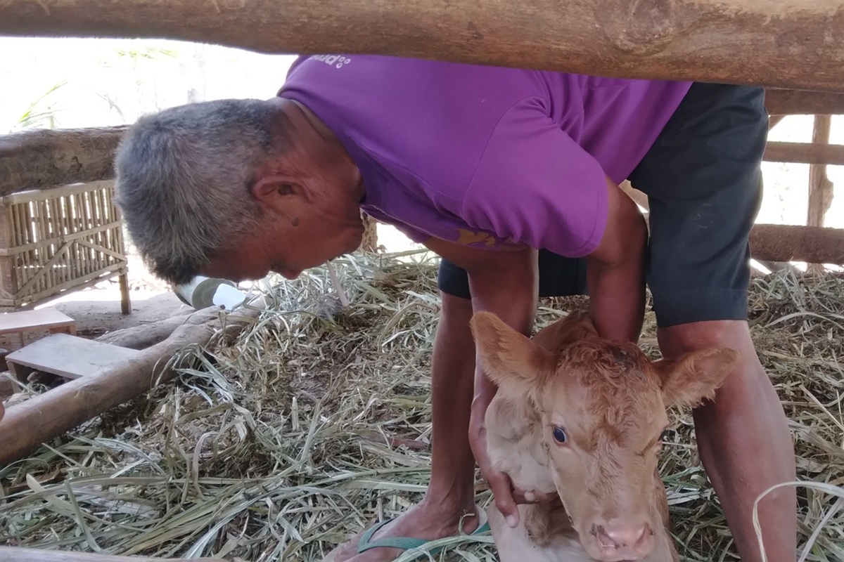 Anak Sapi Berkaki Dua Lahir di Imogiri, Bantul, Disusui Pakai Dot