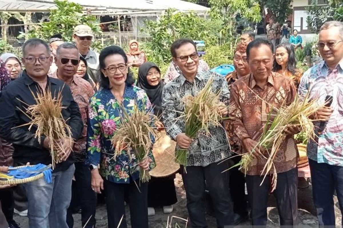 Panen Padi Pakai Galon Bekas, Pertanian Terpadu Tumbuh di Jogja
