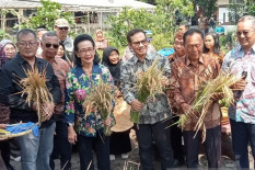 Panen Padi Pakai Galon Bekas, Pertanian Terpadu Tumbuh di Jogja