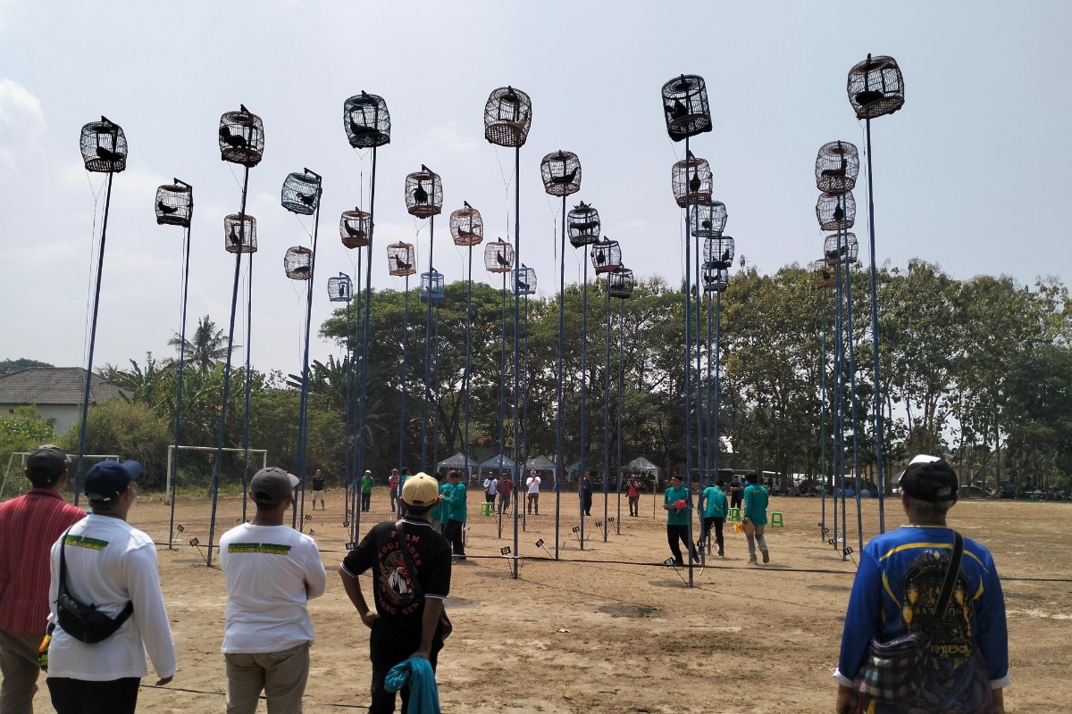 Ratusan Ayam Bekisar dari Berbagai Kota Beradu Suara di Piala Jogja Istimewa