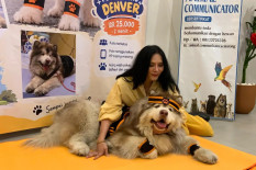 Kisah Denver Si Selebdog, Foto Bareng Rp25.000 untuk Bantu Anjing Telantar