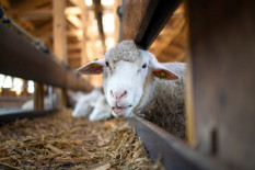 Tujuh Kambing Mati Mendadak, 5 Warga Semanu Suspek Antraks