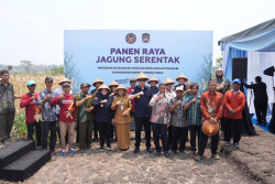 Panen Raya Jagung, Imigrasi DIY Cegah TPPO Lewat Program Pemberdayaan Masyarakat
