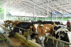 Kementan Targetkan Tambahan 600.000 Sapi Perah hingga 2029
