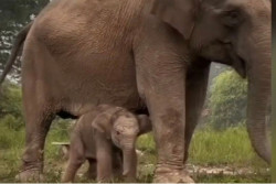 Bayi Gajah Sumatra di Tesso Nilo Diberi Nama Ganesha