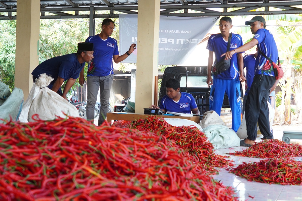 Lelang Cabai Digital Bantu Petani Bantul Hindari Harga Tengkulak