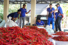 Lelang Cabai Digital Bantu Petani Bantul Hindari Harga Tengkulak