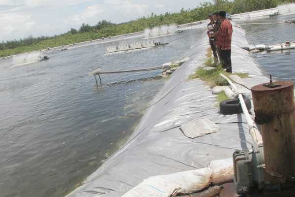 DPRD Bantul Minta Pengelola Tambak dan Kolam Ikan Perhatikan Dampak Lingkungan