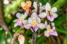 Anggrek Mikro Batang Toru Jadi Penanda Kondisi Ekologis Hutan