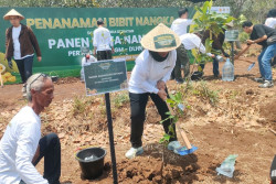 Kebutuhan Nangka Gudeg DIY 9 Ton, Gunungkidul Tingkatkan Budidaya