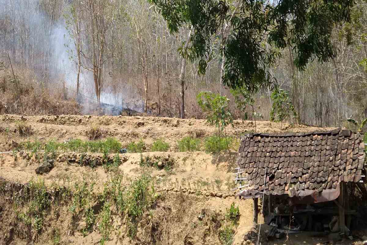 Kemarau Panjang Belum Picu Gagal Panen di Bantul, Petani Ubah Pola Tanam