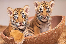 Barani dan Malu, Dua Anak Harimau Sumatra yang Lahir di Amerika Serikat