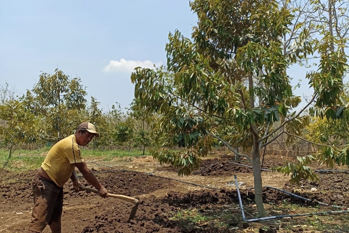 Kemarau Panjang Justru Membawa Berkah bagi Petani Durian Gunungkidul