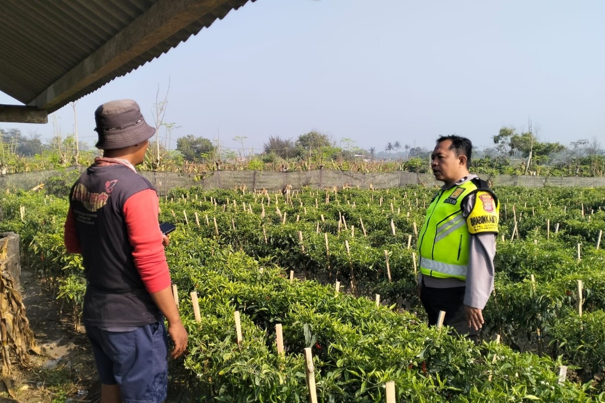 Cabai Siap Panen di Pantai Samas Bantul Dicuri, Petani Rugi Jutaan