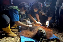 Orangutan Betina Terjebak Bekas Karhutla di Kotim, Ini Kondisinya