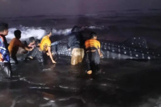 Hiu Tutul Terdampar di Pantai Parangkusumo, Upaya Penyelamatan Terkendala Air Surut