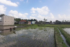 Kemarau Berlanjut, Jadwal Tanam Padi di Bantul Terancam Mundur