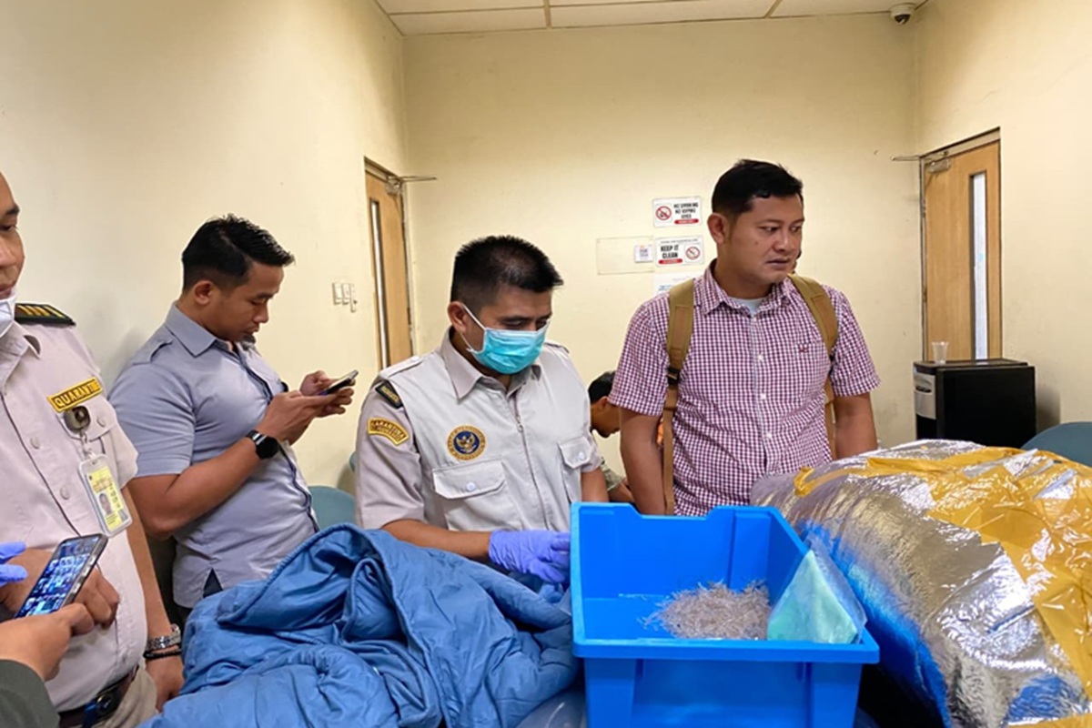 Penyelundupan 79.644 Benih Lobster Ilegal Digagalkan di Bandara YIA