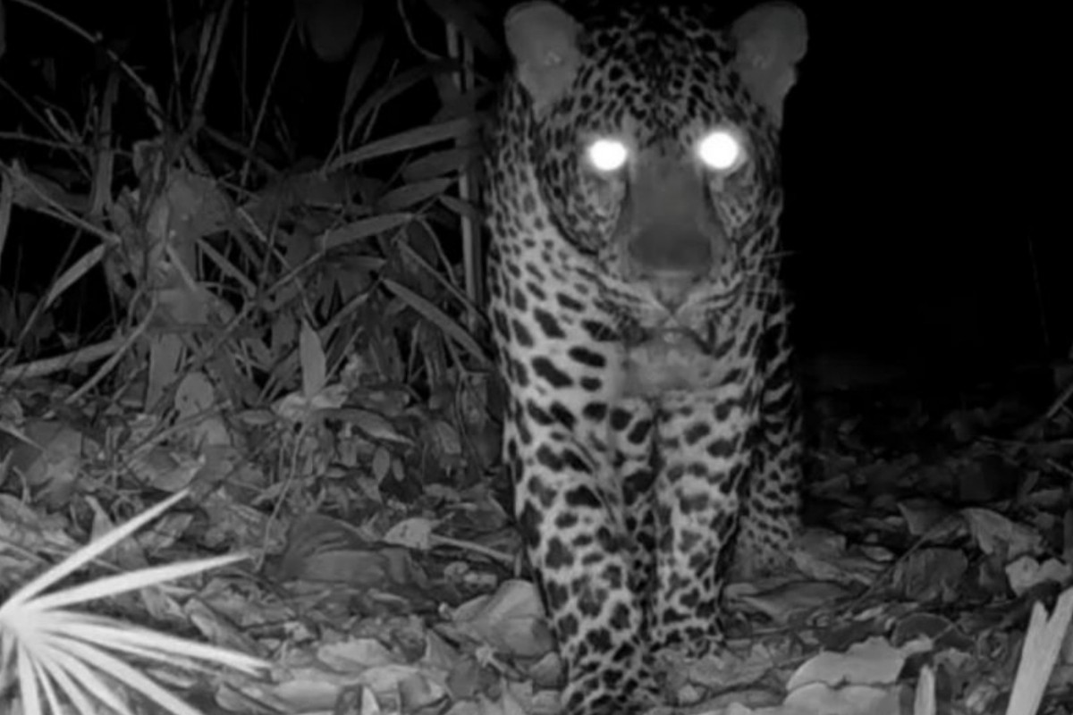 Macan Tutul Jawa Terekam Kamera Jebak di Nusakambangan