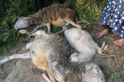 Lima Kambing Mati dan Hilang di Karanganyar, Diduga Diserang Macan Lawu