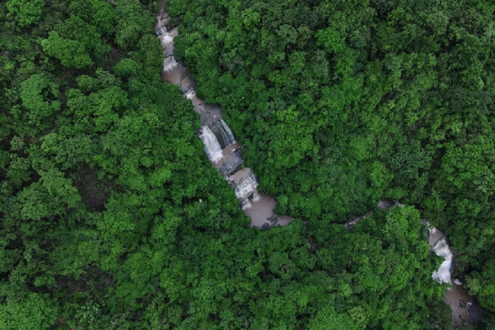 Ribuan Bibit Pohon Disalurkan untuk Hutan Rakyat Samigaluh
