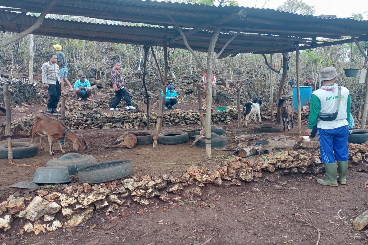 Sembilan Kambing Warga Rongkop Mati Diduga Diserang Anjing Liar