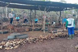 Sembilan Kambing Warga Rongkop Mati Diduga Diserang Anjing Liar
