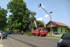 Hadapi Pancaroba, BPBD Bantul Minta FPRB Siaga Pohon Tumbang