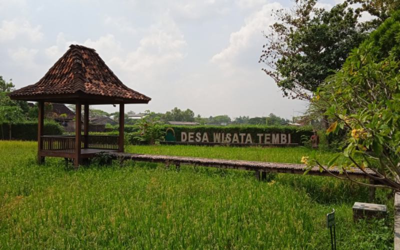 Suasana persawahan di Desa Wisata Tembi./Istimewa-Dispar Bantul