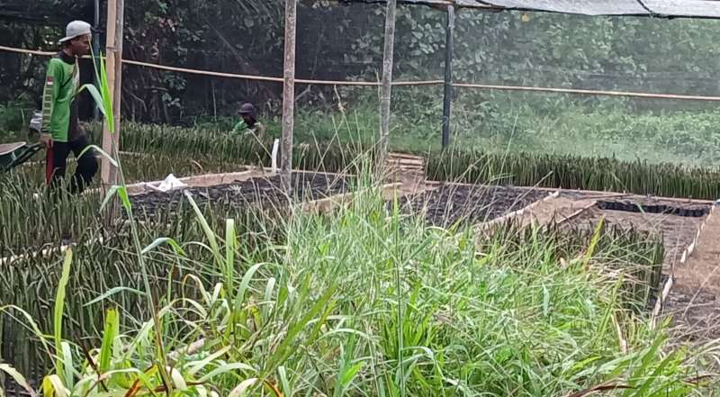 Anggota KP2B merawat bibit bakau./Harian Jogja-Lajeng Padmaratri