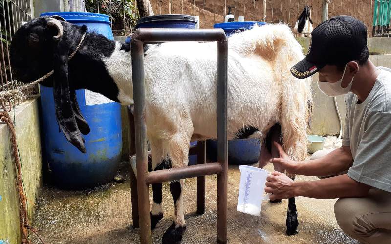 Kambing etawa dijual di Pasar Seton yang menjadi salah satu ikon dari Bukit Sibutrong./Instagram @bukit_sibutrong