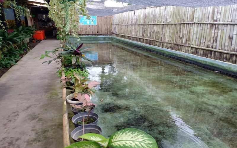 cokro kembang