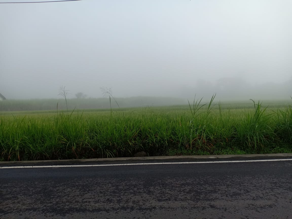 Kabut 3